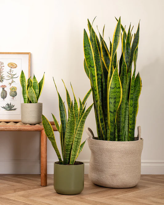 “Best artificial plant for home decor – stylish, low-maintenance greenery to enhance any living space”