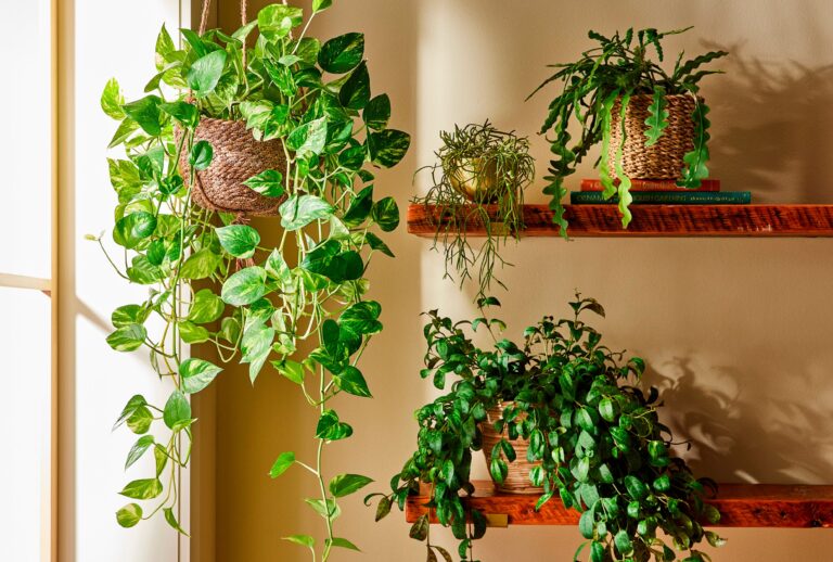 bhg trailing plants chcjss5fadgat4cvzhwsfm 9992bdf249ce4a7daacb7487f340c2f2