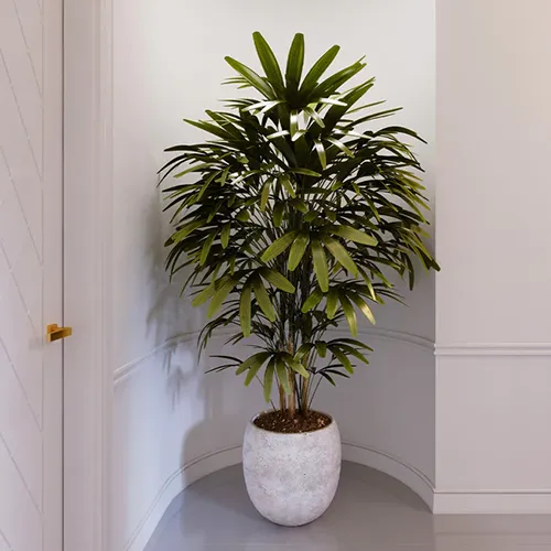 lady palm tree
