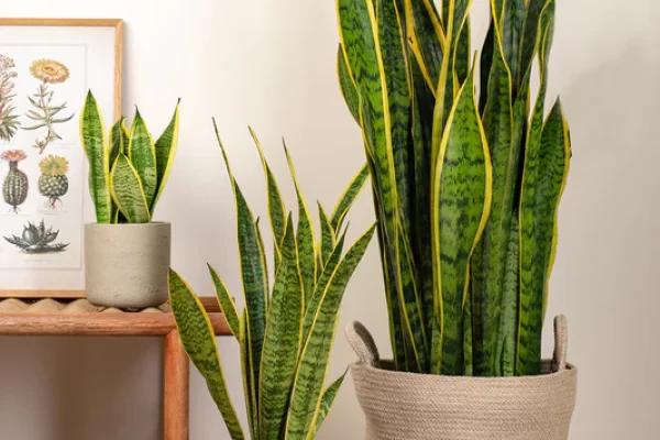 “Best artificial plant for home decor – stylish, low-maintenance greenery to enhance any living space”